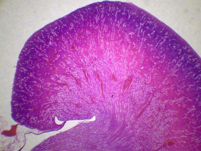 preparation microscopique rein CL 25x