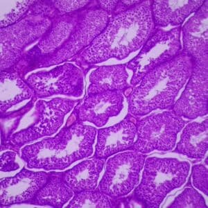 830C - Préparation microscopique de testicule CT homme