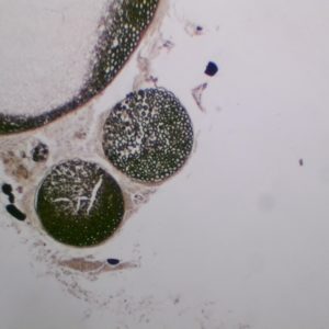 Nerf osmié CT preparation microscopique