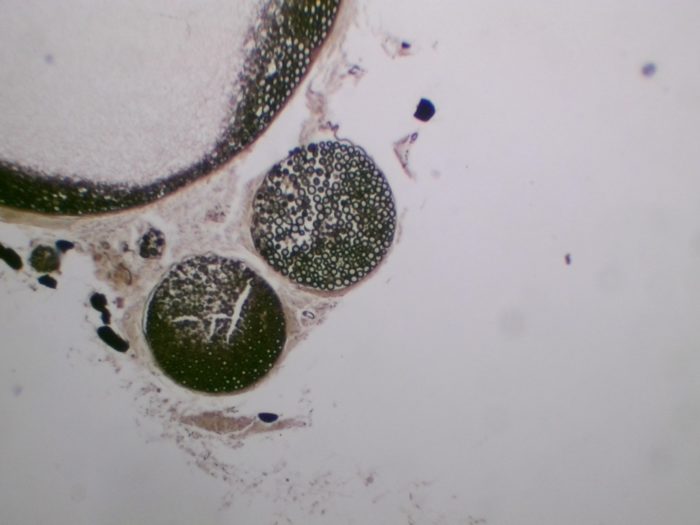 Nerf osmié CT preparation microscopique