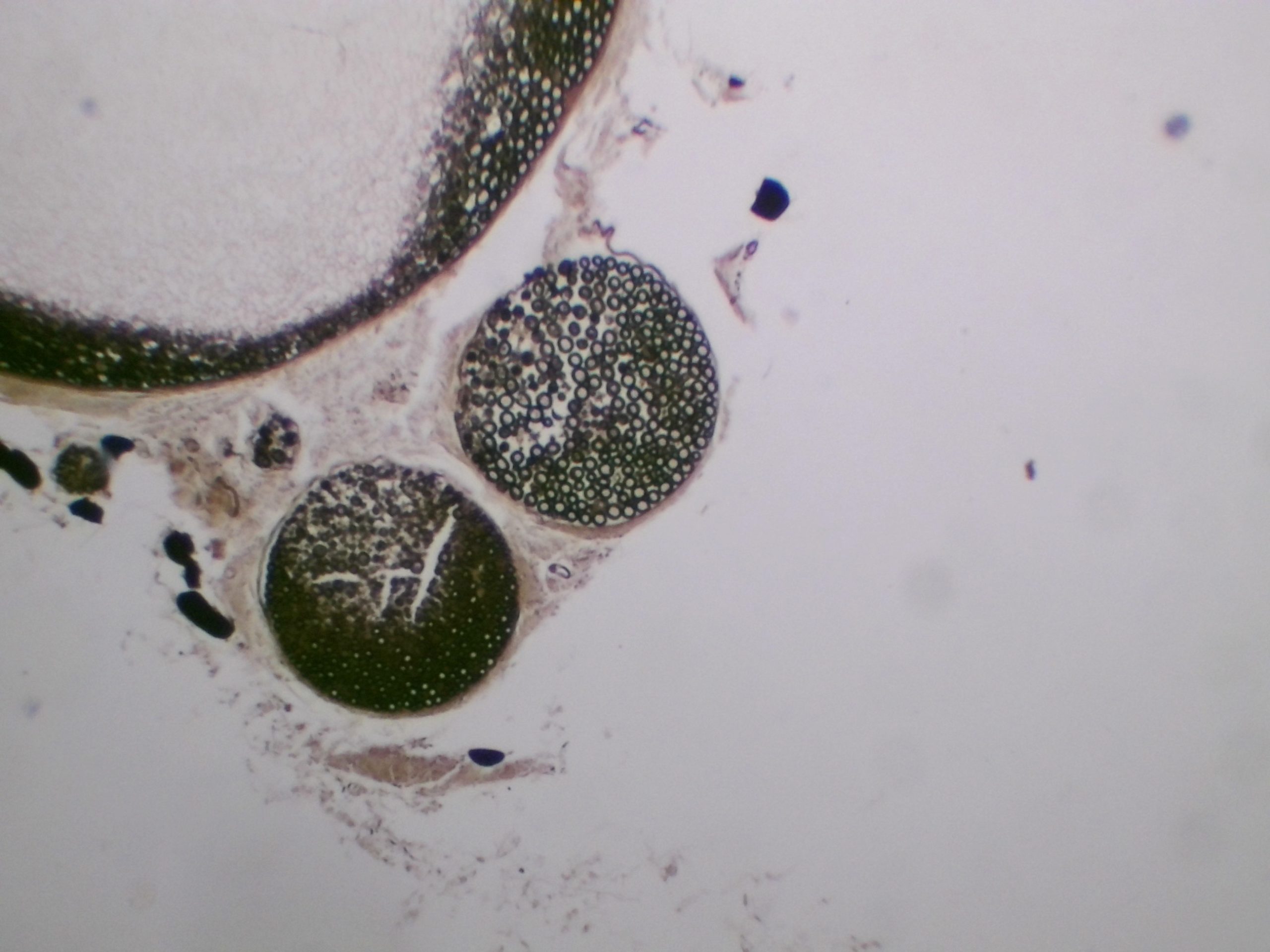 Nerf osmié CT preparation microscopique