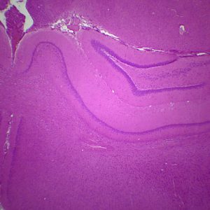 preparation microscopique Cerveau de rat cT x25