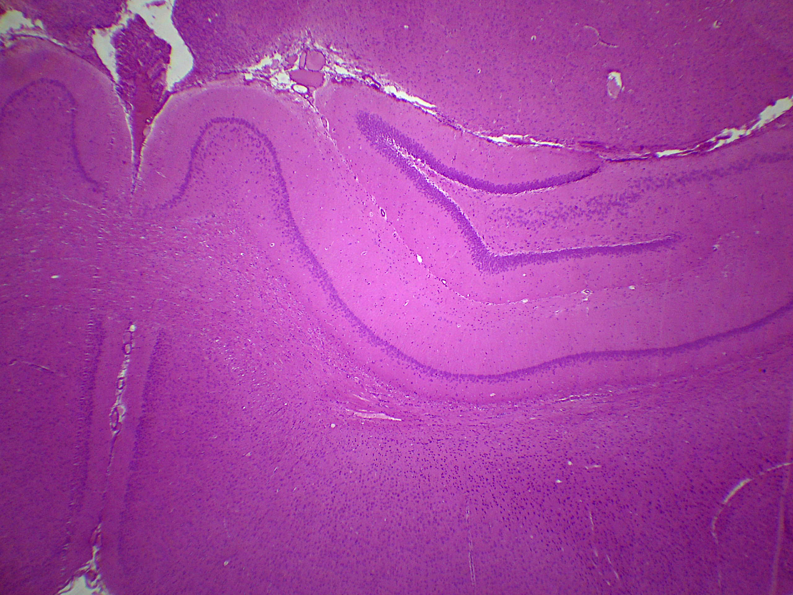 preparation microscopique Cerveau de rat cT x25