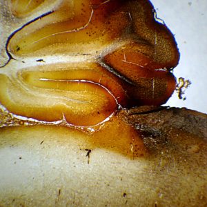 preparation microscopique Encéphale de rat cL (cajal)
