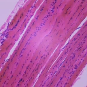 903B - Préparation microscopique de muscle strié CL (rat ou lapin)