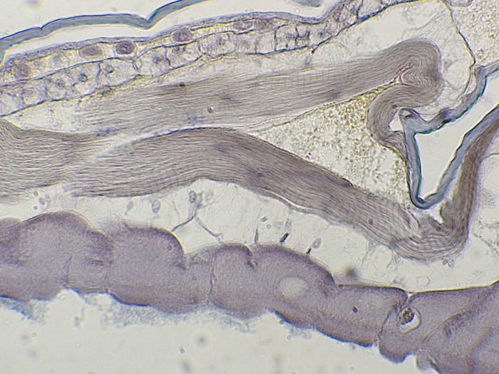 preparation microscopique muscle striés larve chironome
