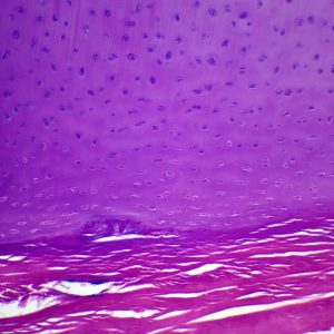 preparation microscopique cartilage hyalin