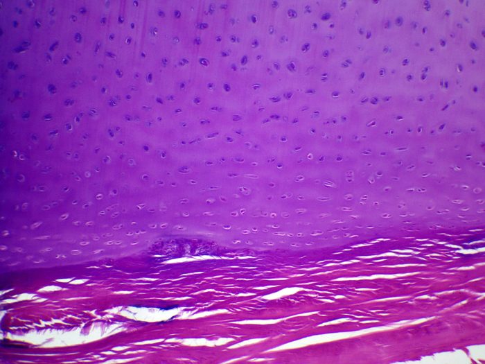 preparation microscopique cartilage hyalin