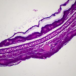 preparation microscopique cartilage elastique