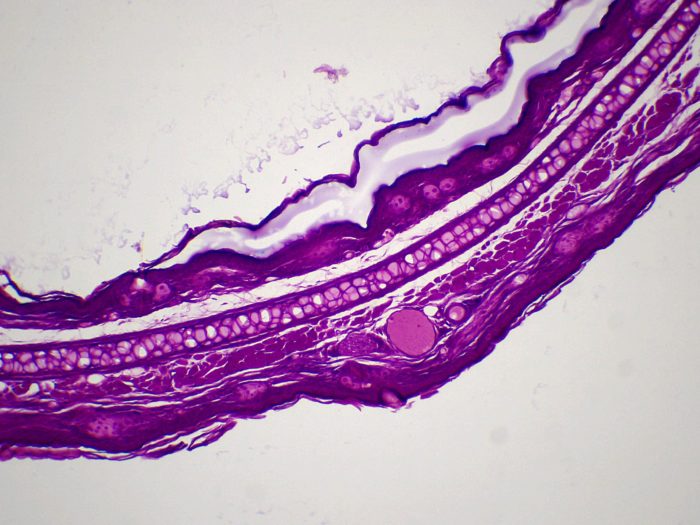 preparation microscopique cartilage elastique