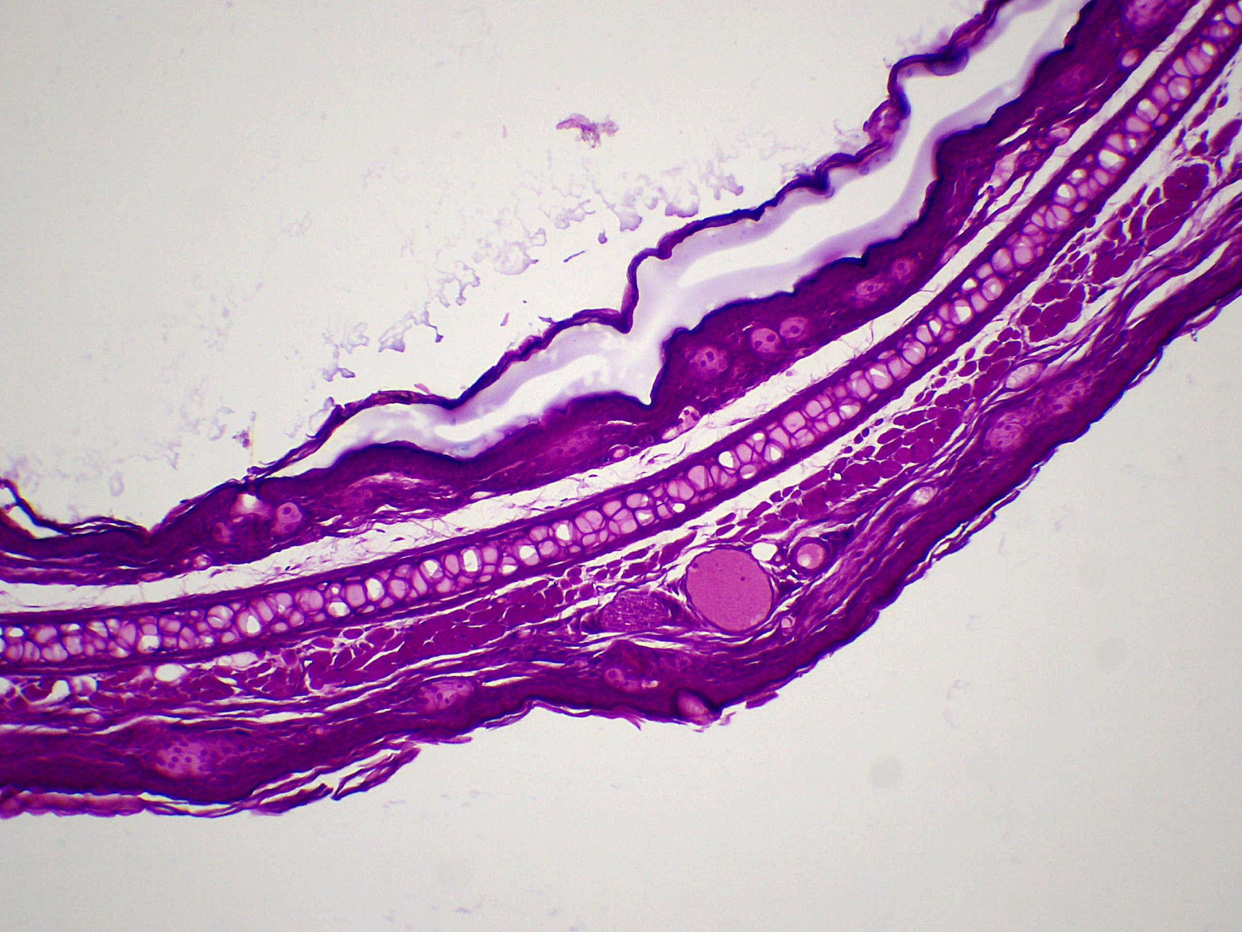 preparation microscopique cartilage elastique