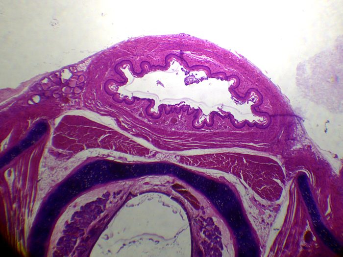 preparation microscopique cou du rat CT