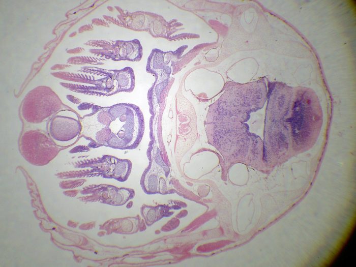 preparation microscopique branchies alevin CT