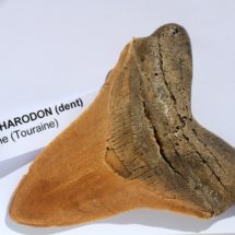 MOULAGE DENT DE CARCHARODON MEGALODON