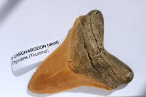 MOULAGE DENT DE CARCHARODON MEGALODON