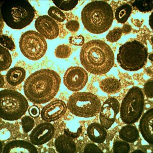 LM2037 - Lame mince de calcaire à oolites blanches