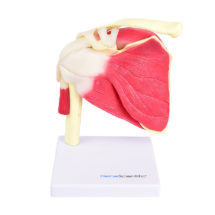 modele epaule musculature
