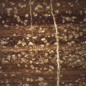 radiolarite XPL