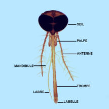 Préparation microscopique de tête moustique femelle (appareil piqueur suceur)