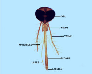 Préparation microscopique de tête moustique femelle (appareil piqueur suceur)