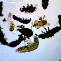 préparation microscopique microfaune du sol