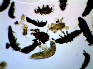 préparation microscopique microfaune du sol