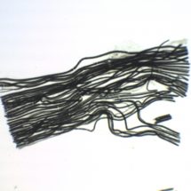 Préparation microscopique de nerf osmié dissocié (dilacéré) de rat ou lapin