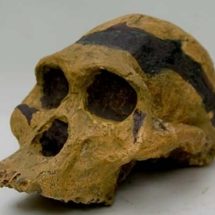 crâne d’ Australopithecus Africanus