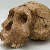 crâne d’ Homo Erectus