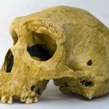 crâne d’ Homo Sapiens rhodesiensis