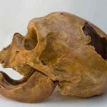 crâne Homme de Néandertal