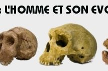 crânes préhistoriques – lot des 4 crânes en résine