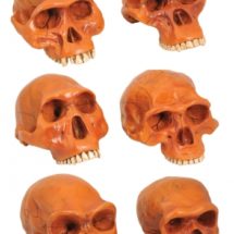 lot de 6 crânes préhistoriques – moulages en polymères