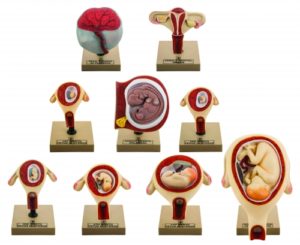 modèles sur le développement du foetus (9 pièces)