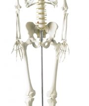 squelette humain grandeur nature
