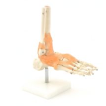 pied, modèle anatomique