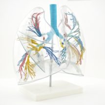 poumon, modèle transparent