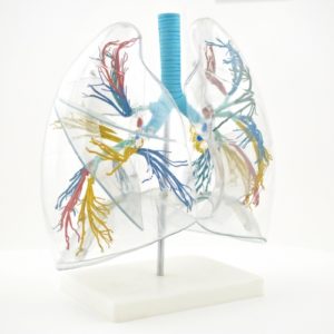 poumon, modèle transparent
