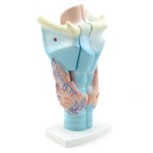 larynx, modèle en 3 parties