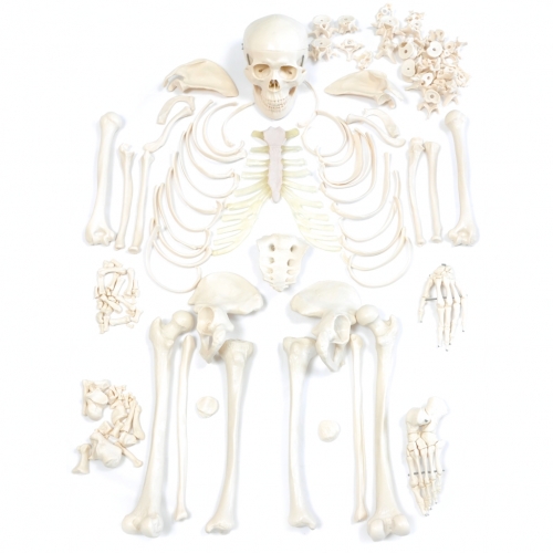 Demi-squelette humain démonté