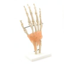 squelette de la main avec ligaments