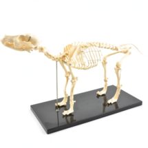 squelette de chien (squelette artificiel)