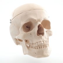 crâne humain grandeur nature