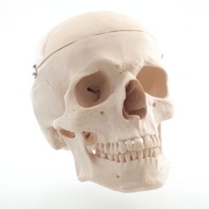 crâne humain grandeur nature