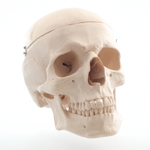 Crâne humain grandeur nature modèle 2 pièces crâne humain réaliste avec  capuchon de crâne amovible anatomie fournitures pédagogiques modèle de crâne  anatomique pour étudier : : Commerce, Industrie et Science
