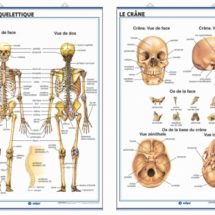 système squelettique/le crâne