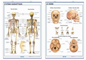 système squelettique/le crâne