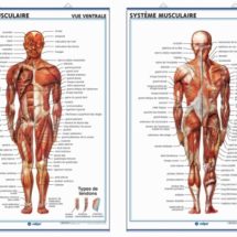 système musculaire (ventrale/dorsale)