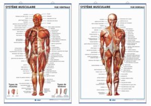 système musculaire (ventrale/dorsale)