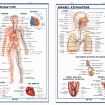 appareil circulatoire